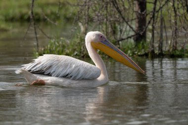 Beyaz pelikan, Pelecanus onocrotalus, Kerkini Gölü, Yunanistan. Mavi su yüzeyinde pelikanlar. Avrupa doğa Wildlife sahnesi. Kuş Dağı arka planı. Uzun Turuncu faturaları ile kuşlar.