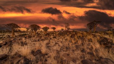Çöl yatay, titreme ağaçları (Aloe dichotoma) ile Northern Cape, Güney Afrika