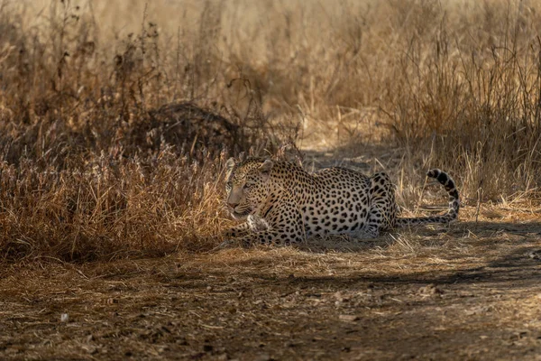 Leopard Searching Prey Grasslands Namibia Kalahari Desert — Stock Photo, Image