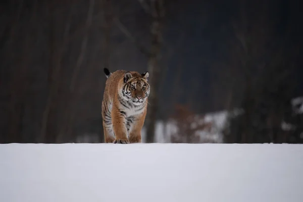 Tigre Siberiana Che Corre Nella Neve Bella Dinamica Potente Foto — Foto Stock