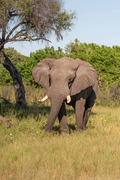 Gran Elefante Africano Caminando Por Arbusto Africano — Foto de Stock