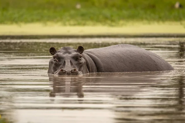 Flodhäst Med Öppen Mynning Vattnet Afrikansk Flodhäst Hippopotamus Amphibius Capensis — Stockfoto