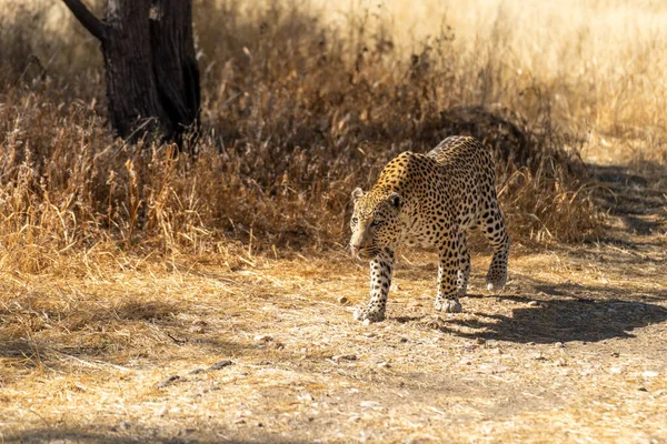 Leopardo Busca Presas Las Praderas Del Desierto Kalahari Namibia —  Fotos de Stock