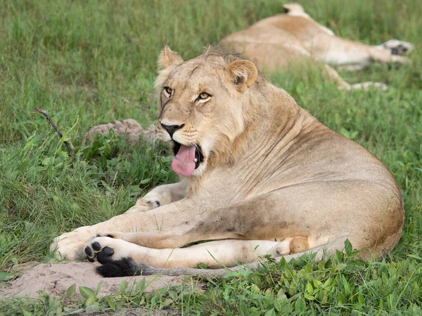 Hermoso León César Hierba Dorada Masai Mara Kenia Panthera Leo —  Fotos de Stock
