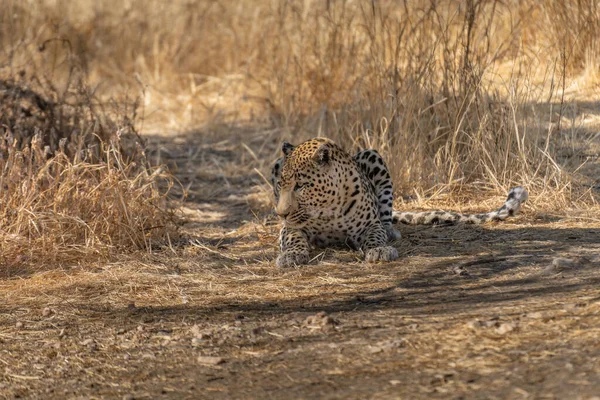 Leopardo Alla Ricerca Prede Nelle Praterie Del Deserto Del Kalahari — Foto Stock