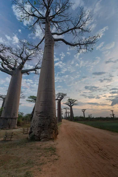 Belas Árvores Baobab Pôr Sol Avenida Dos Baobás Madagáscar — Fotografia de Stock