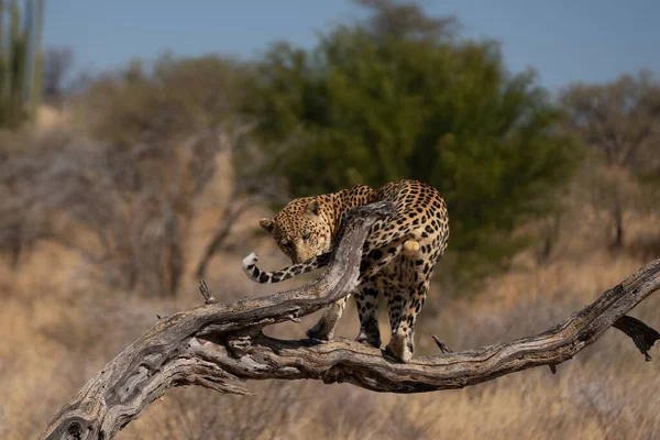 Leopardo Uma Árvore Espera Presas África Quênia — Fotografia de Stock