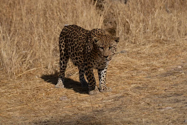 Leopárd Afrikai Szavannában Prédára Vár Namíbia — Stock Fotó