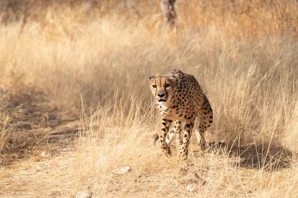 Cheeta Afrikaanse Savanne Wachtend Prooi Namibië — Stockfoto