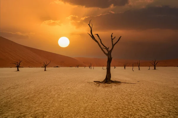 Νεκρά Δέντρα Camelthorn Εναντίον Κόκκινους Αμμόλοφους Και Τον Μπλε Ουρανό — Φωτογραφία Αρχείου