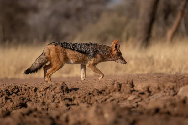 Szakal Szukający Ofiary Łąkach Pustyni Kalahari Namibii — Zdjęcie stockowe