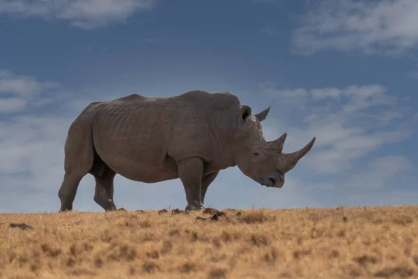 White Rhinoceros Ceratotherium Simum Square Lipped Rhinoceros Khama Rhino Sanctuary — Foto de Stock