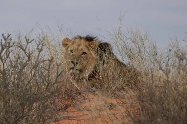 Великий Лев Шукає Здобич Степах Пустелі Калахарі Намібії — стокове фото