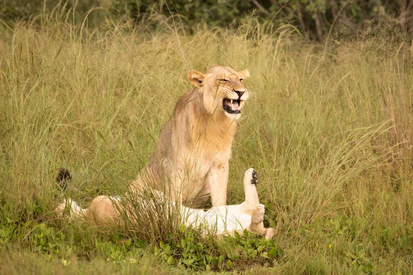 Beautiful Lion Caesar Golden Grass Masai Mara Kenya Panthera Leo — Stock Photo, Image