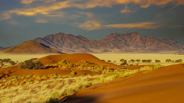 纳米比亚沙漠中巨大的沙丘 森林在纳米比亚的前景 — 图库照片