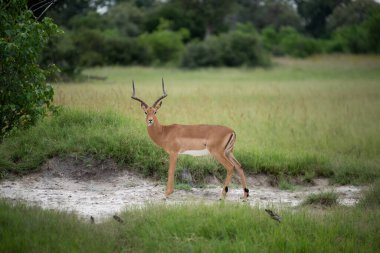 çalışan antilop Waterbuck (Kobus ellipsiprymnus) yılında Afrika savana Namibya kruger park Botsvana masai mara