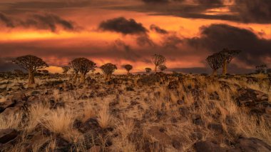 Çöl yatay, titreme ağaçları (Aloe dichotoma) ile Northern Cape, Güney Afrika