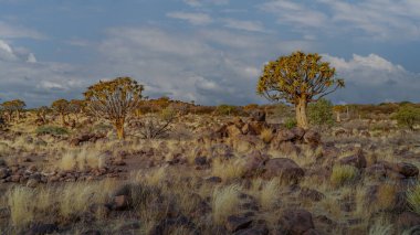 Çöl yatay, titreme ağaçları (Aloe dichotoma) ile Northern Cape, Güney Afrika