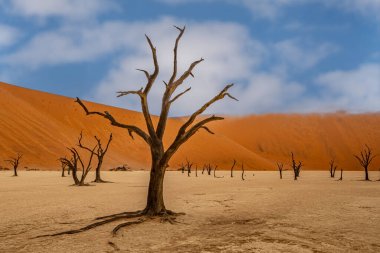 Ölü Camelthorn ağaç kırmızı tepeleri ve Deadvlei, Sossusvlei mavi gökyüzünde karşı. Namib-Naukluft Milli Parkı, Namibya, Afrika