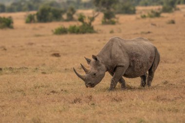 White Rhinoceros Ceratotherium simum Square-lipped Rhinoceros at Khama Rhino Sanctuary Kenya Africa.