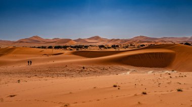 Namib Çölü 'nde kum tepeleri ve Namibya' nın ön planında ağaçlar.