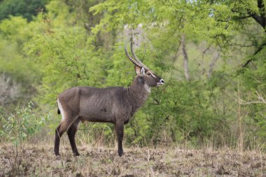 Erkek Waterbuck, Kobus ellipsiprymnus, Doğu Afrika 'da büyük bir antilop. Doğal ortamında güzel bir Afrika hayvanı. Doğadan vahşi yaşam sahnesi.