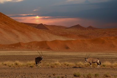 Ön planda Afrika antilobu ve arka planda kum tepeleri olan Namibya çölü.