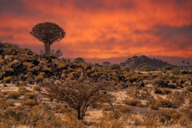 Çöl yatay, titreme ağaçları (Aloe dichotoma) ile Northern Cape, Güney Afrika