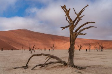 Deadvlei, Sossusvlei 'de ölü Camelthorn Ağaçları kırmızı kumullara ve mavi gökyüzüne karşı. Namibya, Afrika
