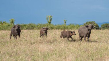 Afrika bufalosu (Syncerus caffer) Kenya.