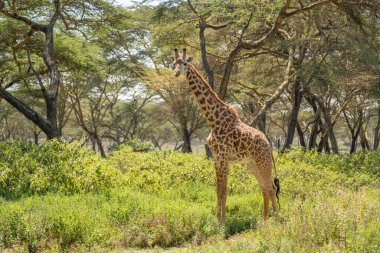 Zürafa Kenya masai Mara. (Giraffa reticulata) Günbatımı.
