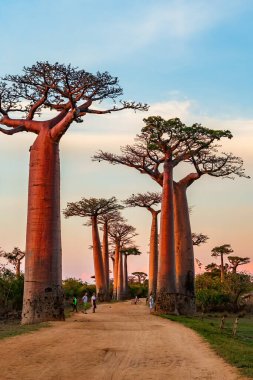 Beautiful Baobab trees at sunset at the avenue of the baobabs in Madagascar clipart