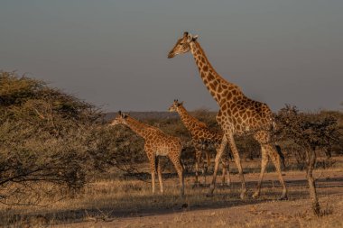 Zürafa Kenya masai Mara. (Giraffa reticulata) Günbatımı.