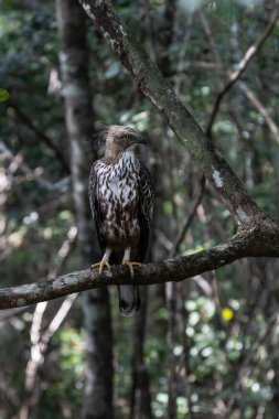 Dala tünemiş tepeli şahin kartalı
