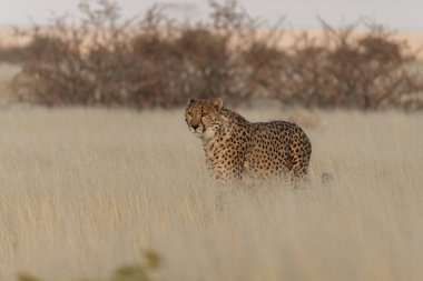 Afrika savanasında av bekleyen çita Namibya.