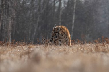 Sibirya Kaplanı kaçıyor. Bu görkemli hayvanın güzel, dinamik ve güçlü fotoğrafı. Bu inanılmaz hayvan için tipik bir ortam. Ağaçlar ve çayırlar
