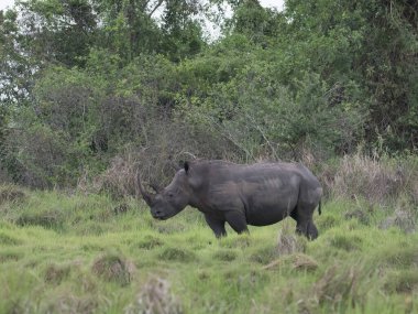 Beyaz gergedan (Ceratotherium simum) ve buzağı doğal ortamında, Güney Afrika