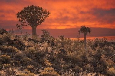 Çöl yatay, titreme ağaçları (Aloe dichotoma) ile Northern Cape, Güney Afrika