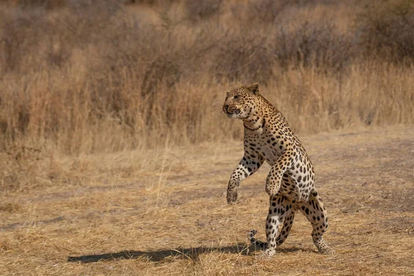 Leopard African Savannah Waiting Prey Namibia — Stock Photo, Image
