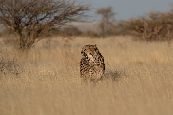 Ghepardo Nella Savana Africana Attesa Preda Namibia — Foto Stock