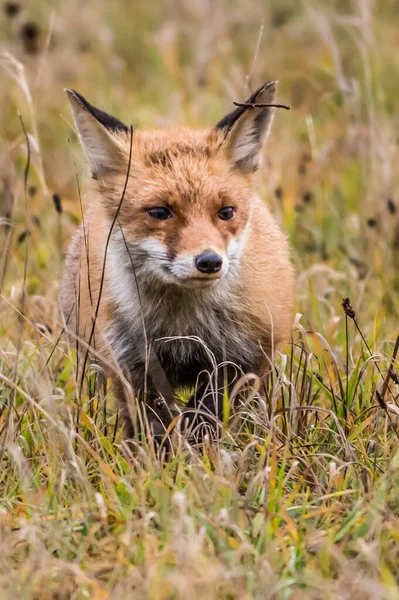 Ładniutka Red Fox Vulpes Vulpes Lesie Jesienią Piękne Zwierzę Siedlisku — Zdjęcie stockowe