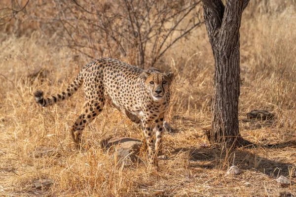 Geparden Der Afrikanischen Savanne Warten Auf Beute Namibia — Stockfoto