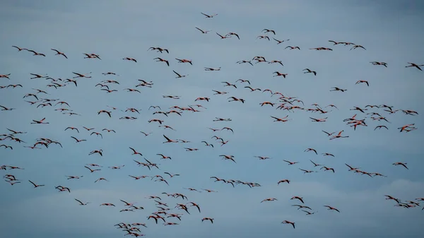 Flyga Flock Flamingos Med Blå Himmel Bakgrunden — Stockfoto