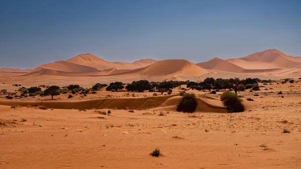 Enorma Sanddyner Namib Öknen Med Träd Förgrunden Namibia — Stockfoto