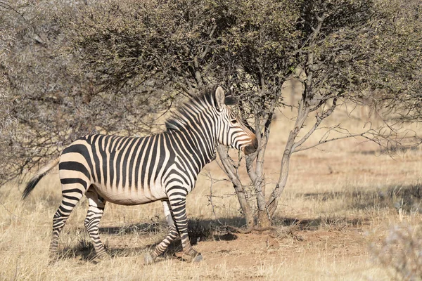 African Plains Zebra Dry Brown Savannah Grasslands Browsing Grazing Focus — Stock Photo, Image