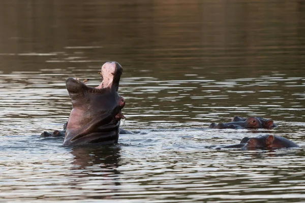 Hipopótamo Comum Hippopopotamus Amphibius Hipopótamo Grande Mamífero Herbívoro África Subsariana — Fotografia de Stock