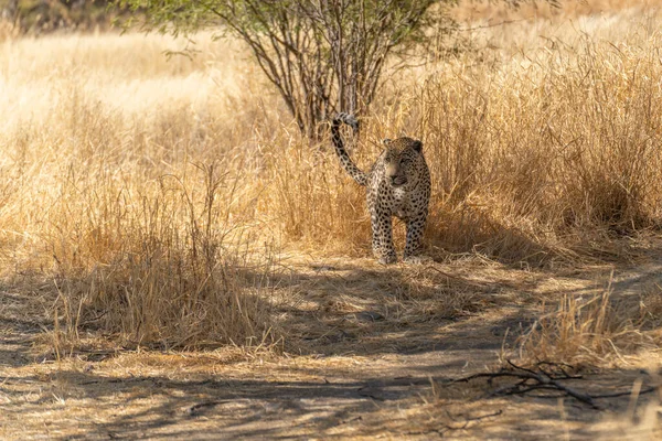 Afrika Savanasında Avını Bekleyen Leopar Namibya — Stok fotoğraf