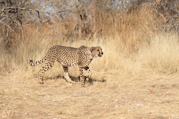 Cheetah Den Afrikanska Savannen Väntar Bytet Namibia — Stockfoto