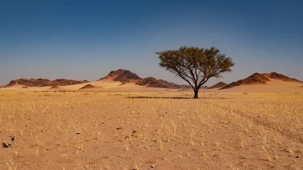 비아의 전경에 나무들이 나미브 사막의 — 스톡 사진