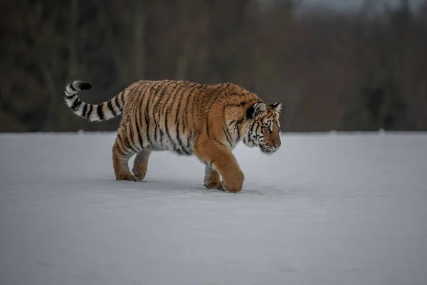 西伯利亚虎在雪地里奔跑 这只雄伟的动物美丽的 充满活力的 有力的照片 设定在这个神奇动物特有的环境中 桦树和草地 — 图库照片